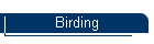 Birding